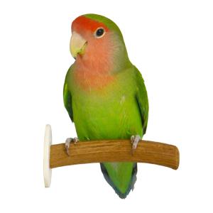 SANKO ラタンパーチ(8) 長さ約8cm 籐の木 短い 自然木 止まり木 インコ 鳥 枝 コザク...