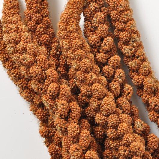 【農薬不使用】自然派宣言 赤粟の穂（赤あわ穂）500g 黒瀬ペットフード 粟の穂 粟穂 あわほ あわ...