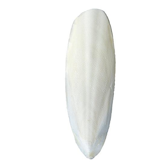 【2枚入り】MARUKAN かじってカットルボーン イカの甲骨 カルシウム補給 インコ オウム ブン...