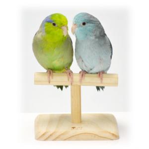 SANKO 小鳥のT型ローパーチ 小さなスタンド ミニスタンド スケールスタンド 止まり木 文鳥 セキセイインコ コザクラインコ フィンチ カナリア ブンチョウ｜インコ専門店ぺありー