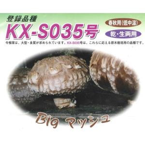 しいたけ 駒菌 ビッグマッシュ 500個 種菌...の詳細画像1