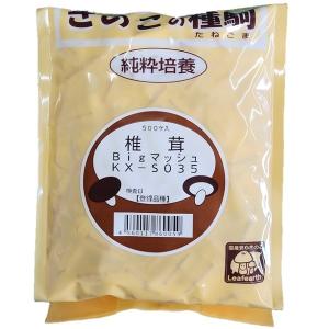 しいたけ 駒菌 ビッグマッシュ 500個 種菌...の詳細画像2