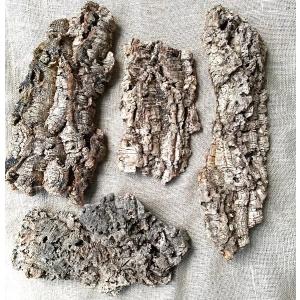 サボテンの骨 3個セット カクタススケルトン カクタスボーン サイズ約