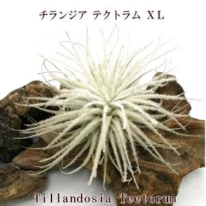 エアープランツ チランジア　フンキアナ　XXLサイズ 特大サイズ　1 チランジア フンキアナ 約8〜10cm エアプランツ エアープランツ