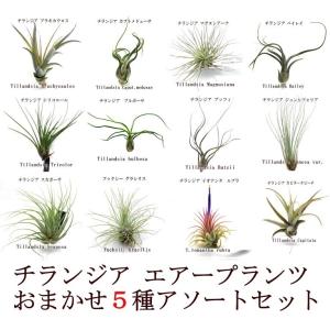 エアプランツ　チランジア レギュラーサイズ　アソート５種セット サイズ約５〜２０ｃｍ エアープランツ