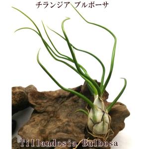 チランジア フンキアナ 約8〜10cm エアプランツ エアープランツ