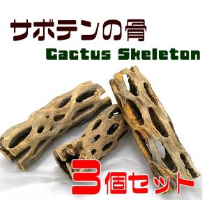 サボテンの骨 3個セット カクタススケルトン カクタスボーン サイズ約 長さ１０〜１７ｃｍ 直径4〜８ｃｍ
