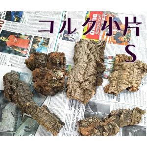 サボテンの骨 3個セット カクタススケルトン カクタスボーン サイズ約