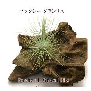 チランジア フンキアナ 約8〜10cm エアプランツ エアープランツ