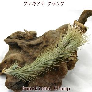 チランジア フンキアナ 約8〜10cm エアプランツ エアープランツ