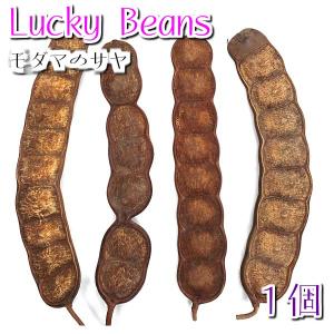 (希少)ラッキービーンズ モダマの莢(サヤ)1個...の商品画像
