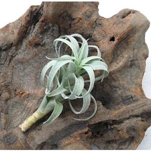 おしゃれ 観葉植物 エアープランツ：チランジア ベルゲリ クランプ