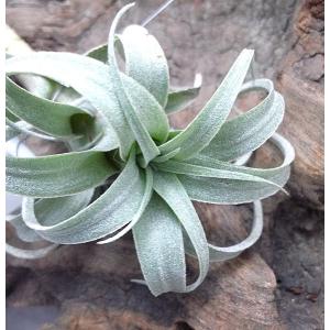 チランジア ナナ 約5〜6cm エアプランツ ...の詳細画像1