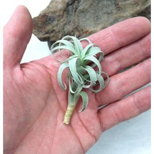 チランジア ナナ 約5〜6cm エアプランツ ...の詳細画像2