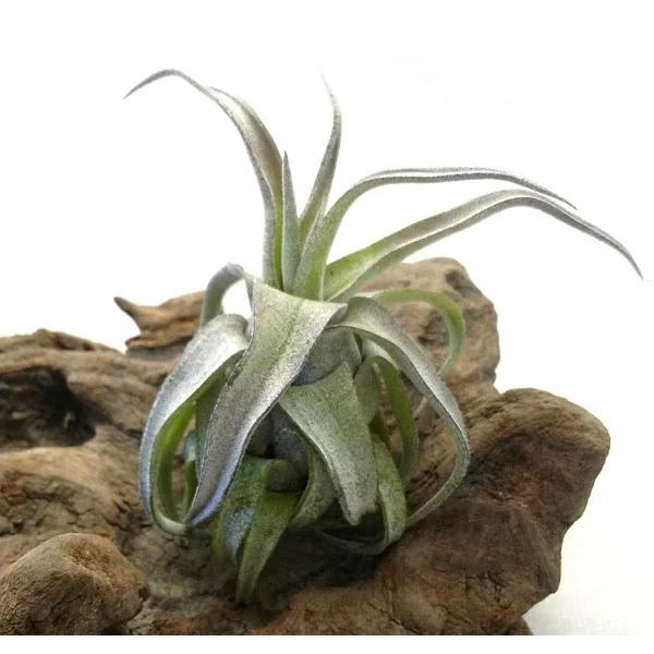 チランジア ストレプトフィラ 約6〜8ｃｍ前後 エアプランツ エアープランツ