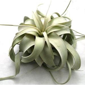 エアプランツ キセログラフィカの商品一覧 通販 Yahoo ショッピング