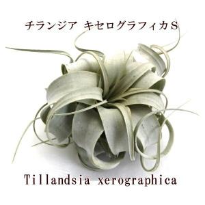 キセログラフィカ S サイズ約12〜14ｃｍ　エアプランツ エアープランツ チランジア