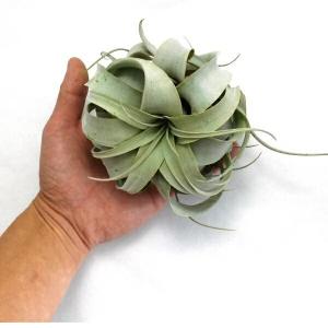 キセログラフィカ S サイズ約12〜14cm ...の詳細画像1
