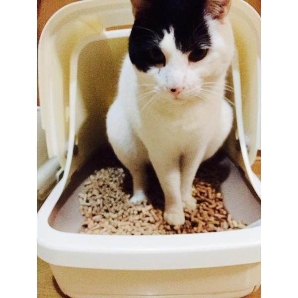 猫砂用ペレット 猫ちゃんも快適です！ 10kg×2袋（約33L）入り一箱 （黒ペレット）（木ペレット...