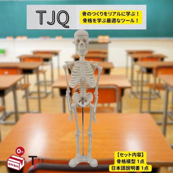 人体模型 おもちゃ 骨格模型 全身 骸骨 教材 学習【7箇所の関節が自由に可動】TJQ