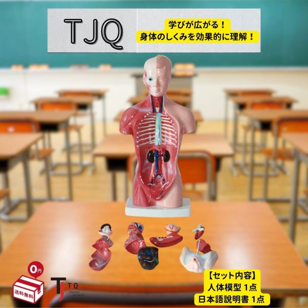 人体模型 おもちゃ 解剖 骨格模型 骨格標本 【日本語説明書も付属】 学習キット TJQ