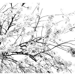 横長 アートパネル 桜 和モダン 壁掛け イン...の詳細画像1