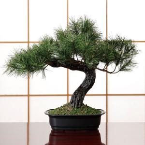 アレンジ盆栽 富士の松 松 富士 初心者 お手...の詳細画像1