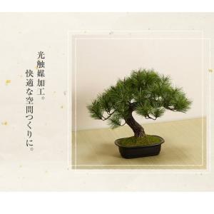 アレンジ盆栽 富士の松 松 富士 初心者 お手...の詳細画像3