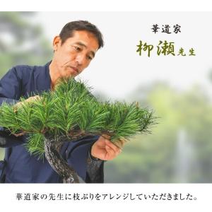アレンジ盆栽 富士の松 松 富士 初心者 お手...の詳細画像5