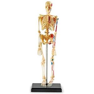 人体骨格模型 スケルトン｜pennylane2022