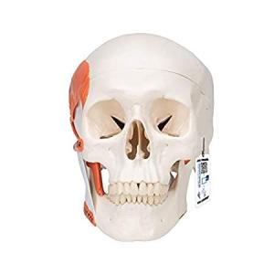 3BサイエンティフィックA24プラスチック2部TMJヒト頭骨モデル、咀嚼筋の機能を示す｜pennylane2022