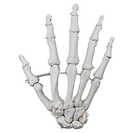 Hand Bone Model, Articulated - Right - Anatomicall...