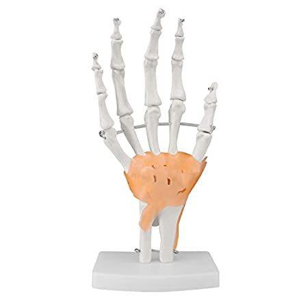 Ultrassist Human Hand Joint Model with Ligaments, ...