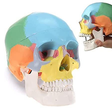 人体解剖学的スカルモデル - 色付き科学医学教育ツール 1:1 アジア成人等身大 人間の医療頭骨 教...