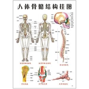 人体 骨格図の商品一覧 通販 Yahoo ショッピング