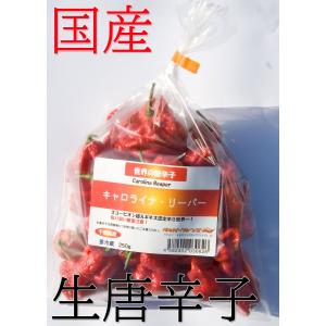 【冷蔵便】国産　激辛生唐辛子　キャロライナ・リーパー　250g　生鮮品　千葉県産