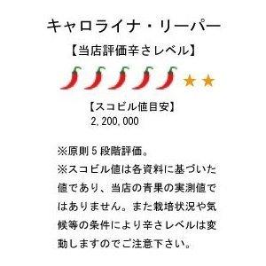 【冷蔵便】国産 激辛生唐辛子 キャロライナ・リ...の詳細画像1