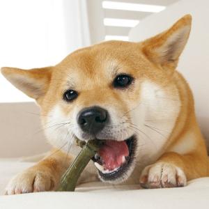 グリニーズ プラス 成犬用 超小型犬用 1本 ...の詳細画像1