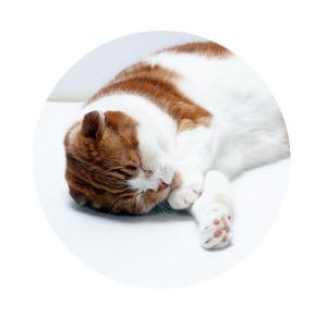リフレサンド おから 1個 猫砂 猫トイレ ね...の詳細画像3