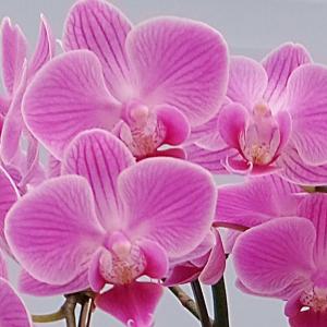 花 ギフト蘭 胡蝶蘭 プレゼント マイクロ胡蝶...の詳細画像1