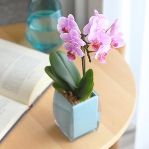 胡蝶蘭 ブルーの商品一覧 通販 Yahoo ショッピング