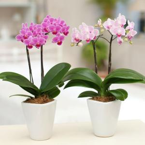 マユハケオモトピンク ピンクマユハケオモト（桃花マユハケオモト） - 「中越植物園