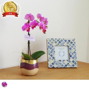 母の日 Mother's Day 胡蝶蘭【マザーチーク】5号鉢 2本立ち 陶器鉢