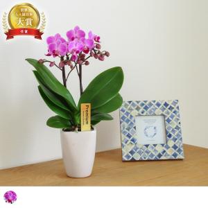 母の日 Mother's Day 胡蝶蘭【マザーチーク】5号鉢 2本立ち 陶器鉢