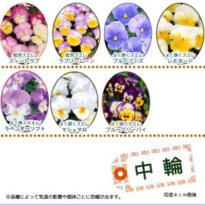 ◆自由に選んで40本◆産地直送◆こだわりパンジ...の詳細画像1