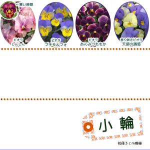 ◆自由に選んで40本◆産地直送◆こだわりパンジ...の詳細画像2