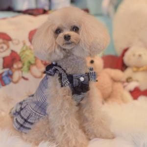 Pet Chou Chou Kalina ブランド Yahoo ショッピング