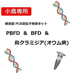 【PCR法遺伝子検査】小鳥の遺伝子検査キット　BFD[APV] + PBFD + 鳥クラミジア(オウム病) 検出用｜pet-dna