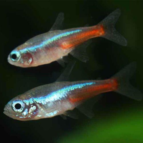 「熱帯魚」ネオンテトラ「観賞魚」「アクアリウム」 インドネシア便