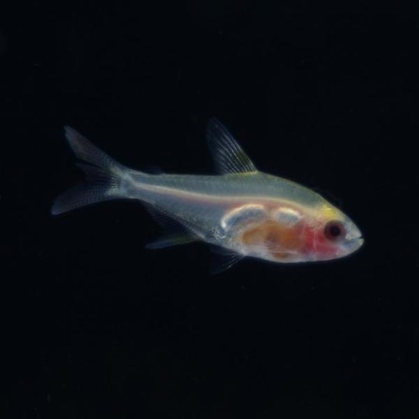 「熱帯魚」アルビノパンダプリステラ中国便　上海便　「淡水魚」「観賞魚」アクアリウム